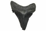 Serrated Angustidens Tooth - Megalodon Ancestor #370205-1